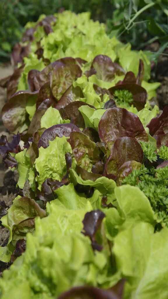 상추를 키운다면 상추의 효능 알아보세요.