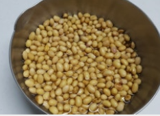 메주콩-사진2