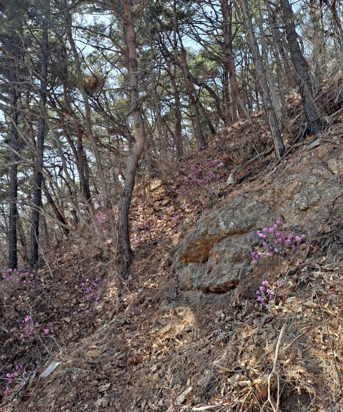 강화관문 옆 언덕 진달래