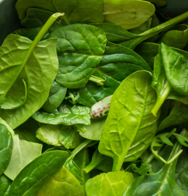 시금치 효능 부작용 고르는법 칼로리