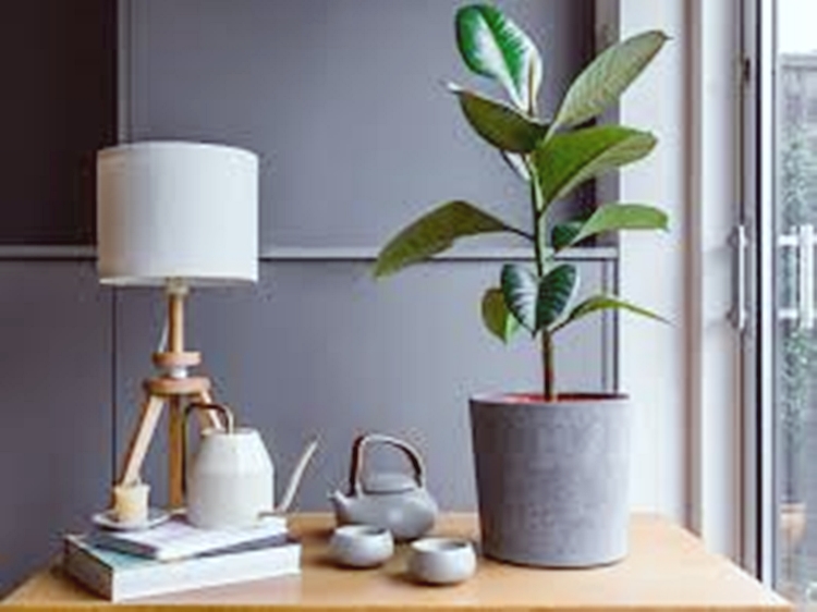 실내에 있는 고무나무