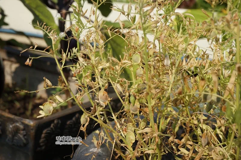 렌틸 재배 봄 파종 배수 확보 건조 수확_2