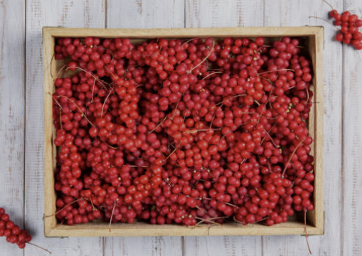 오미자 효능 부작용 먹는법 오미자차 만드는 방법 오미자청 총정리