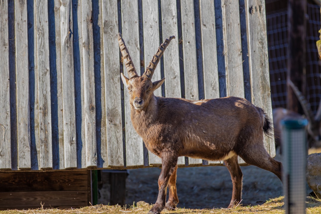 Capricorn