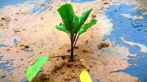 가지-모종심기-아주심기-모종-심는방법-정식방법