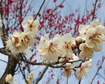 매화꽃 개화시기_13