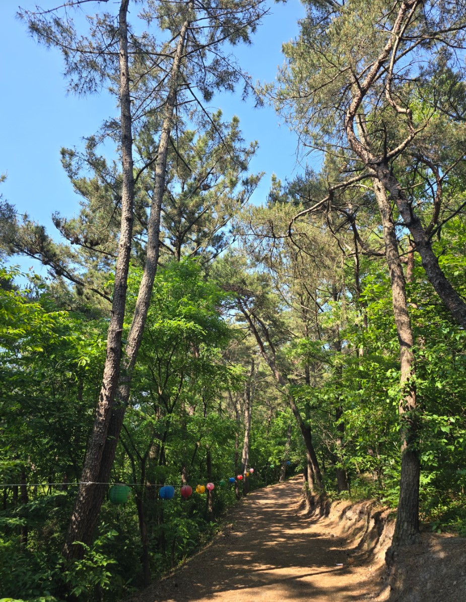 만불사 숲길
