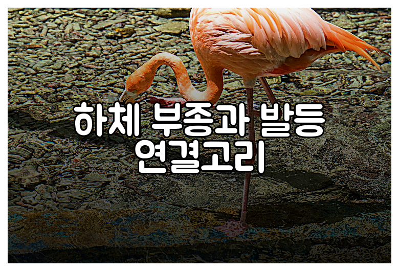 하체 부종과 발등 연결고리