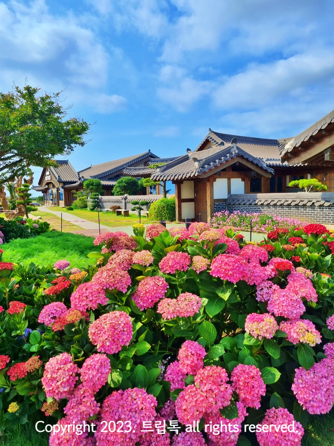 수국이 가득 핀 한옥정원