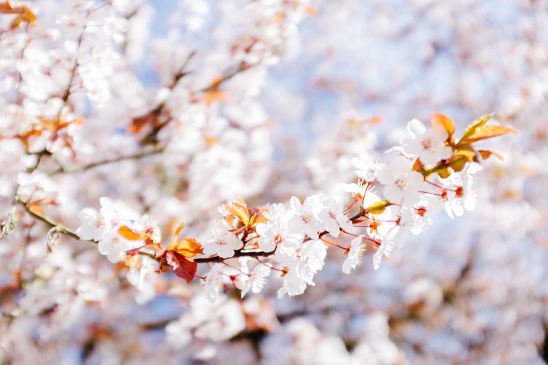 Cherry blossom