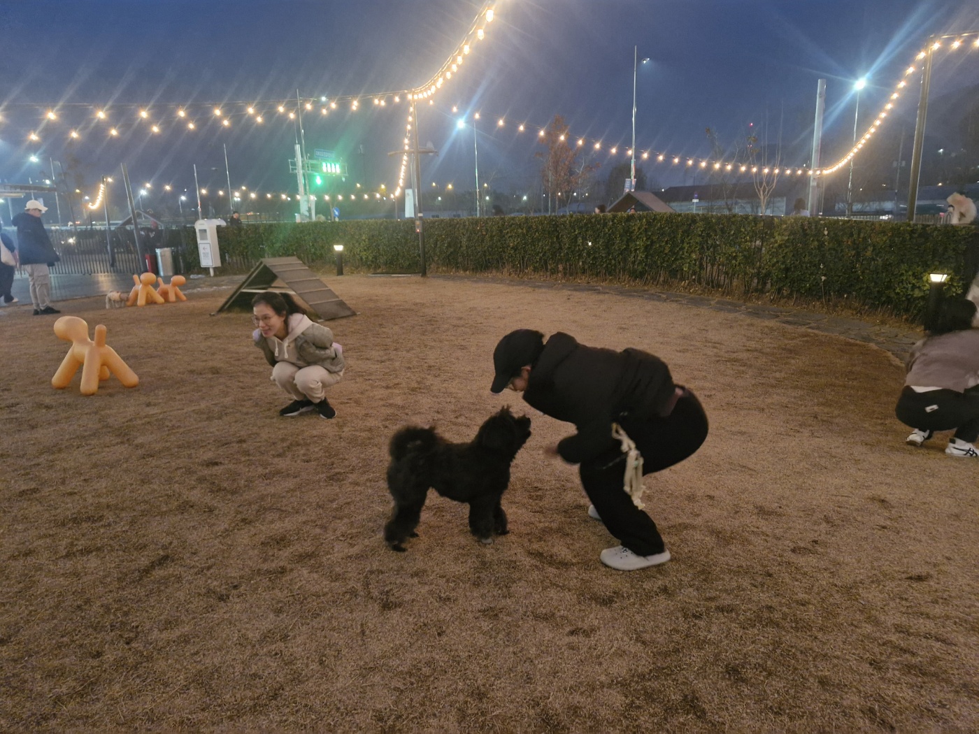 강아지 관절을 망치는 5가지 행동 정리