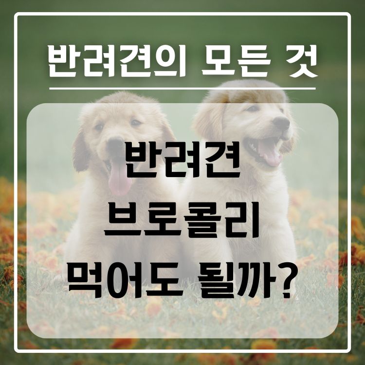 반려견 브로콜리 급여 가능 여부, 적정량, 주의사항