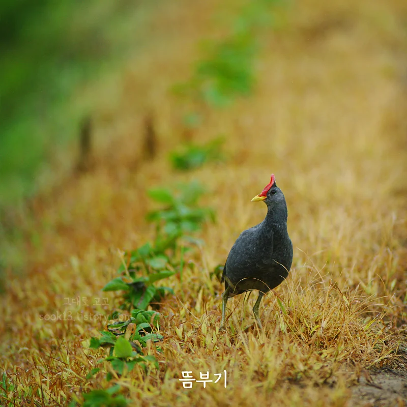 뜸부기 사진