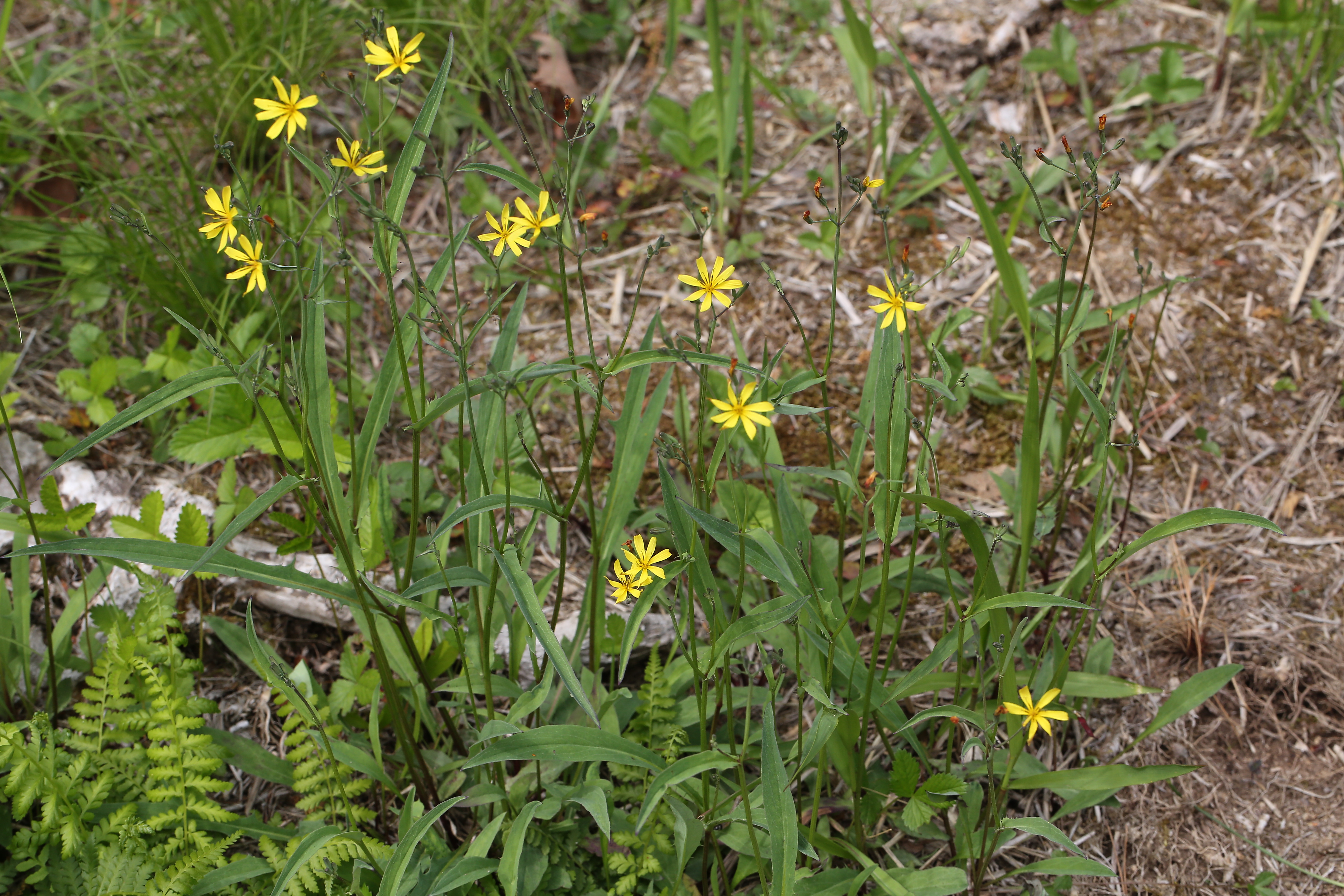 씀바귀