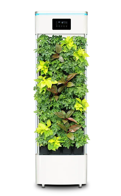 공기정화식물 추천 초보친화 관리쉬운 종류 물주기 빛 관리 가이드_7