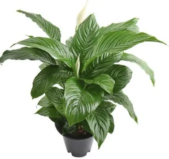 스파티필름 키워보자, 꽃피우기, 꽃대자르기, 종류, 가지치기, 수경, 포기나누기_30