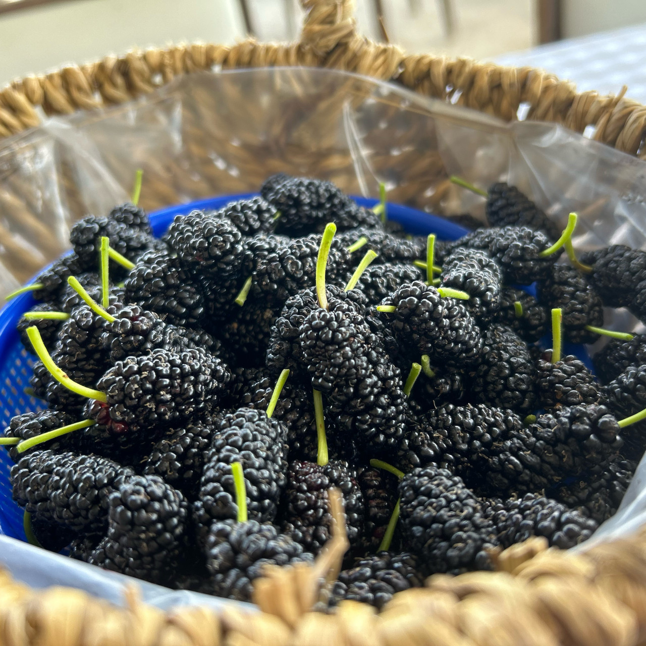 6시 내고향 오디 수확 체험 & 오디곰마들렌 만들기, 오디주문방법, 거제신촌농원