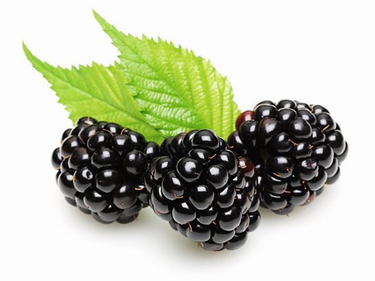 복분자_수확시기