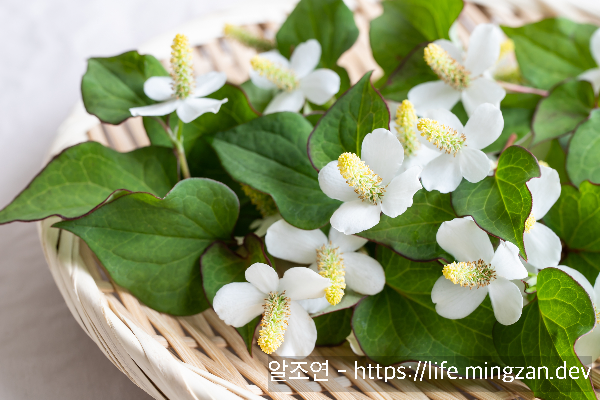 어성초를 먹고 몸에 바르게 된 이유