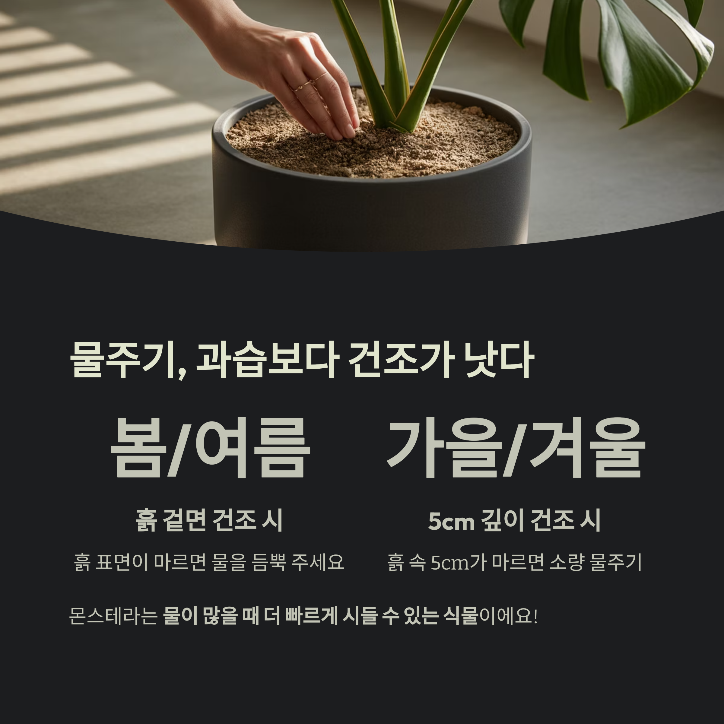 물주기, 몬스테라 건강을 좌우합니다
