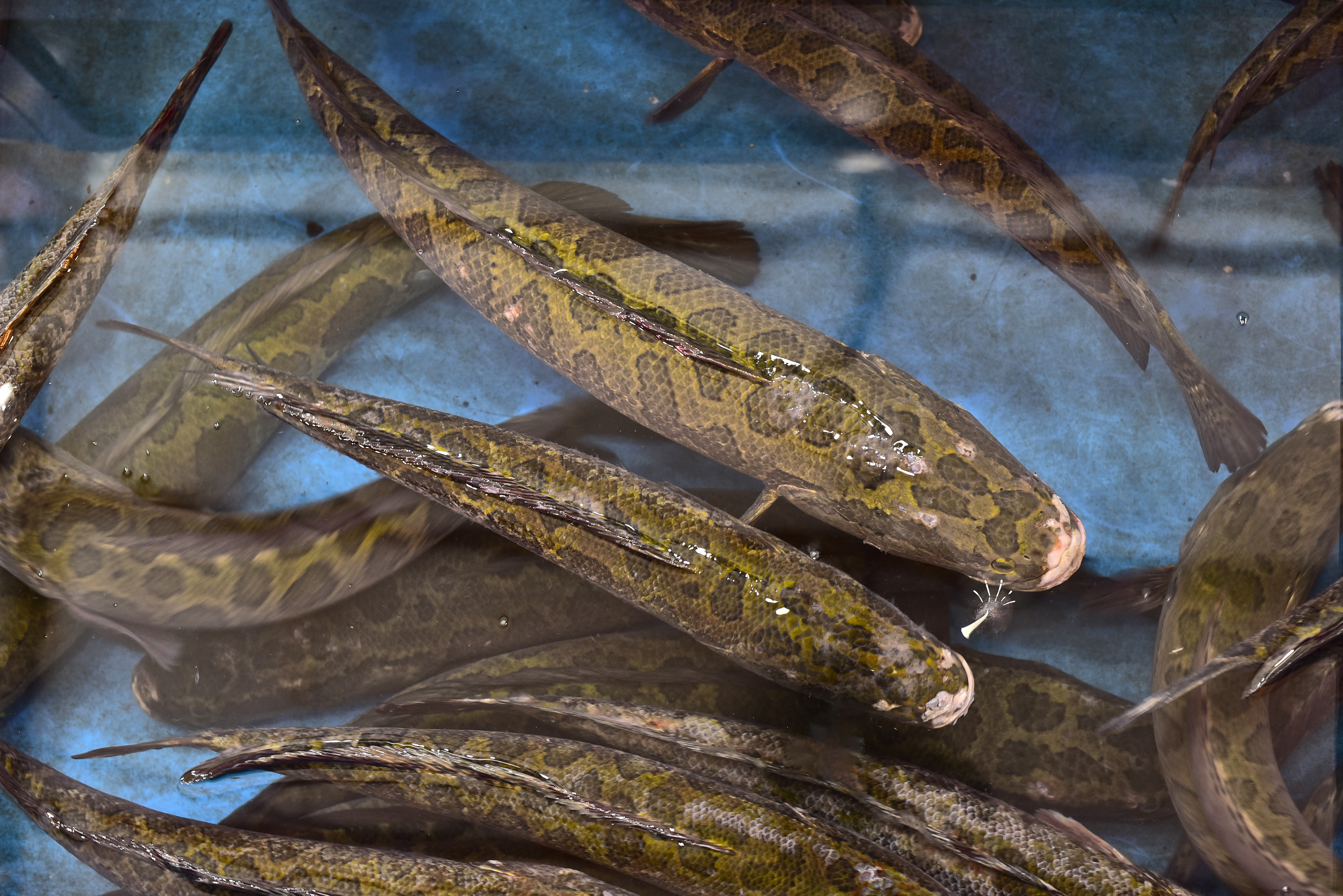 야생에서 채취를 한 가물치 10여마리를 수족관에 가득 담아 놓고 확대를 하여 찍은 사진