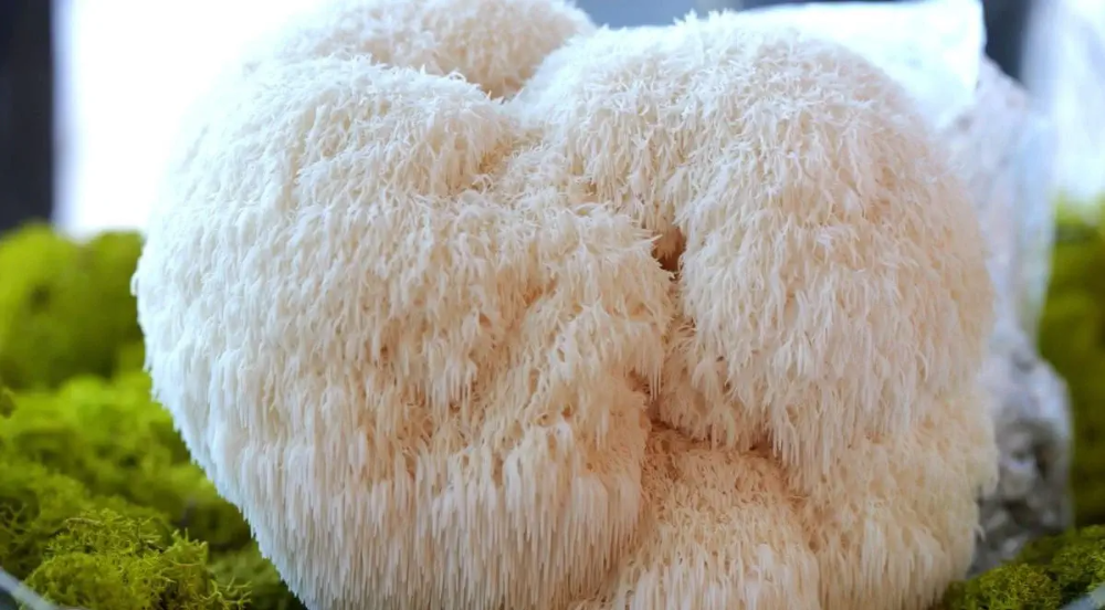 노루궁뎅이버섯의 신경 보호 효과