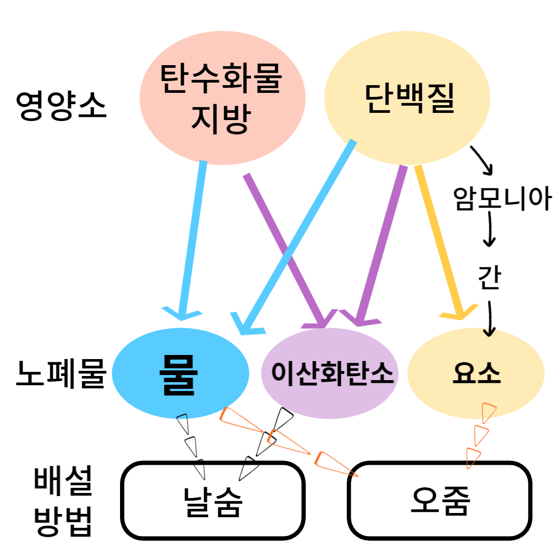 배설과정