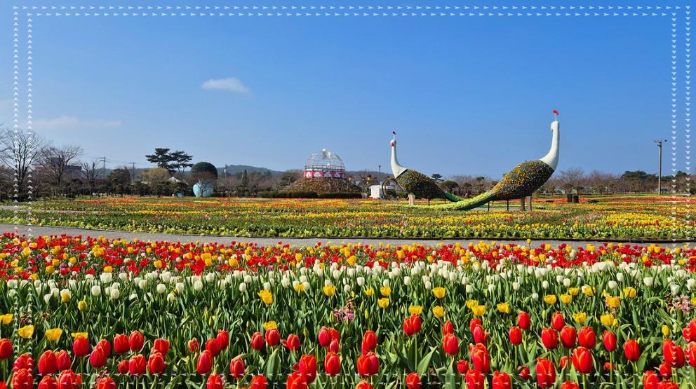 🌷 2026 전국 튤립 축제 베스트 3: 태안·순천·에버랜드 완벽 가이드