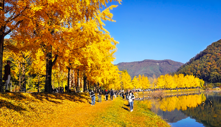 괴산 문광저수지 은행나무길