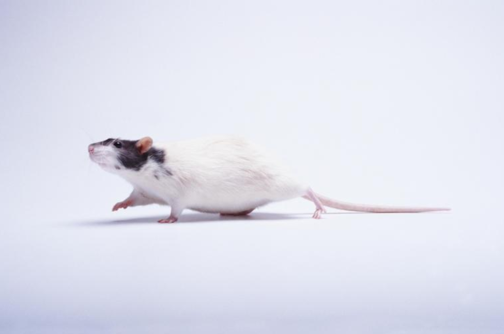 피를 나누면 젊어질 수 있을까?