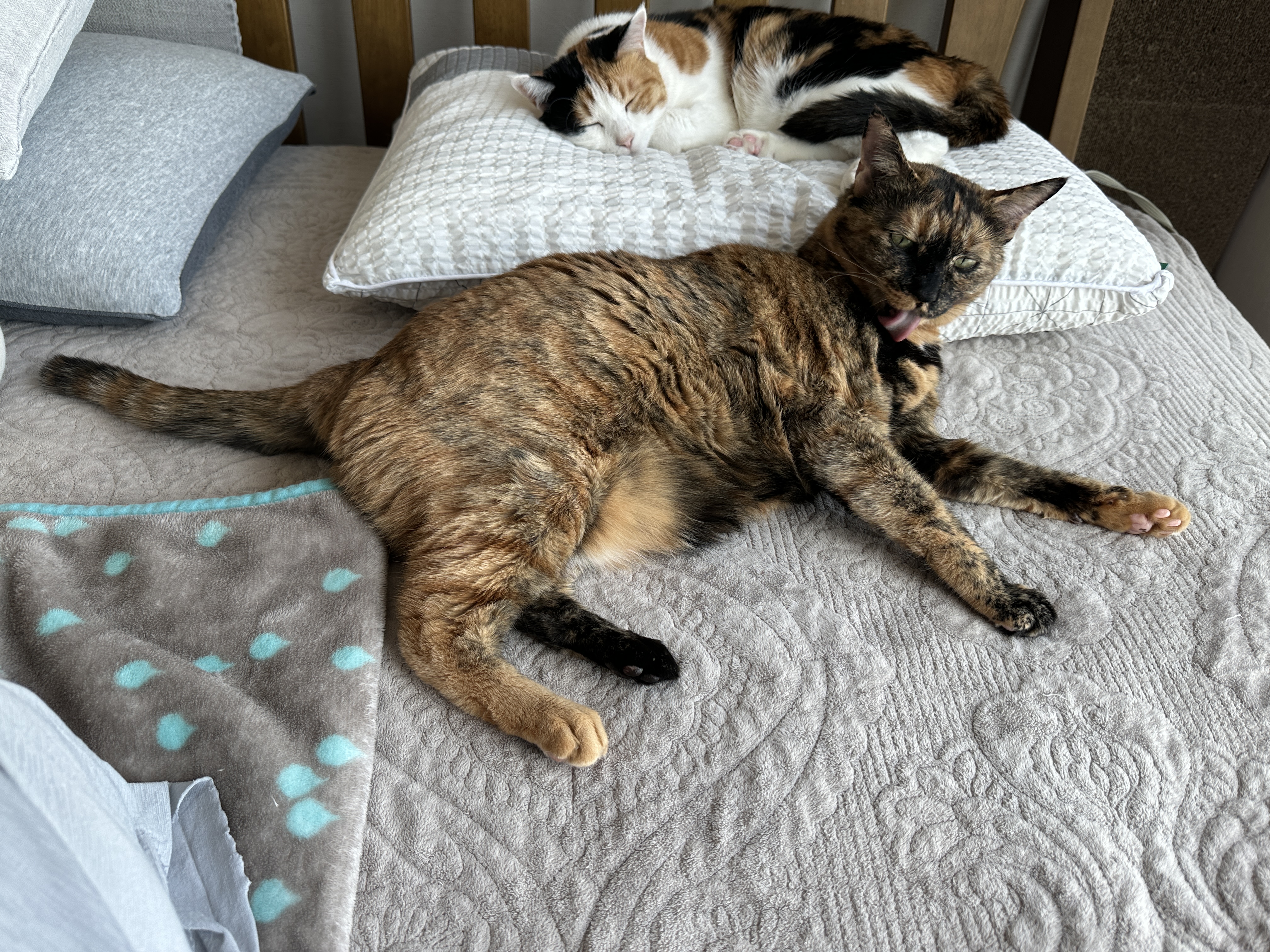 침대 위에서 찜질하는 카오스 사랑이 (feat. 자동차 엔진룸 노크, 시동 건 후 바로 출발하지 않기)