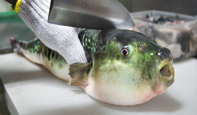 우리가 먹는 복어, 안전하게 즐기려면