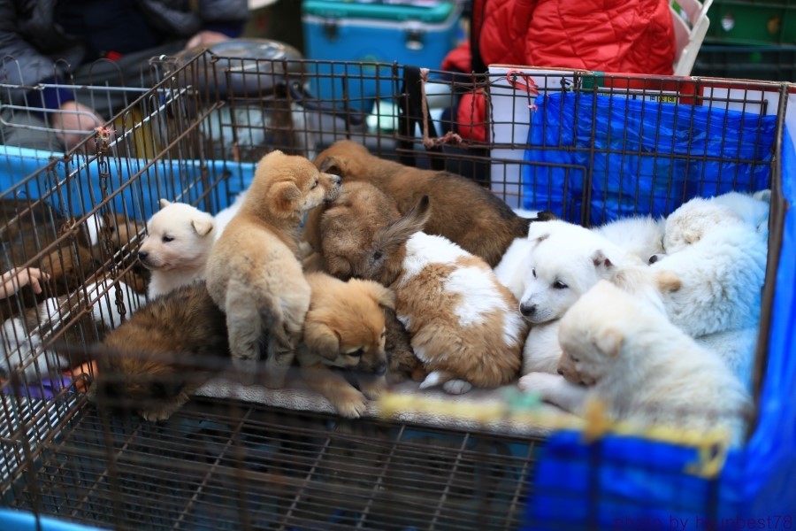 여주 5일장 풍경