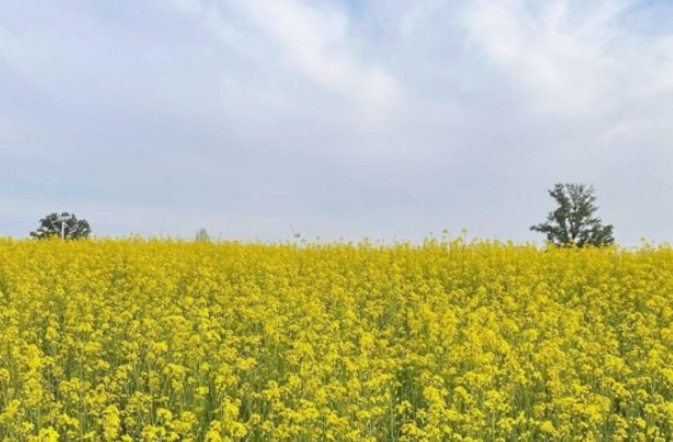 전국수선화명소