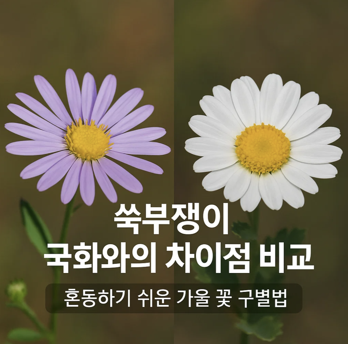 쑥부쟁이 국화와의 차이점 비교, 혼동하기 쉬운 가을 꽃 구별법