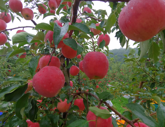 경북 문경 주흘영산 길매농원 사과 