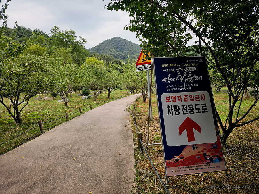 영광군 불갑산 상사화축제 2024
