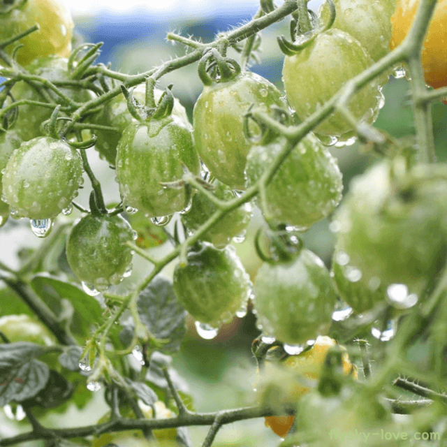 대추방울토마토 효능