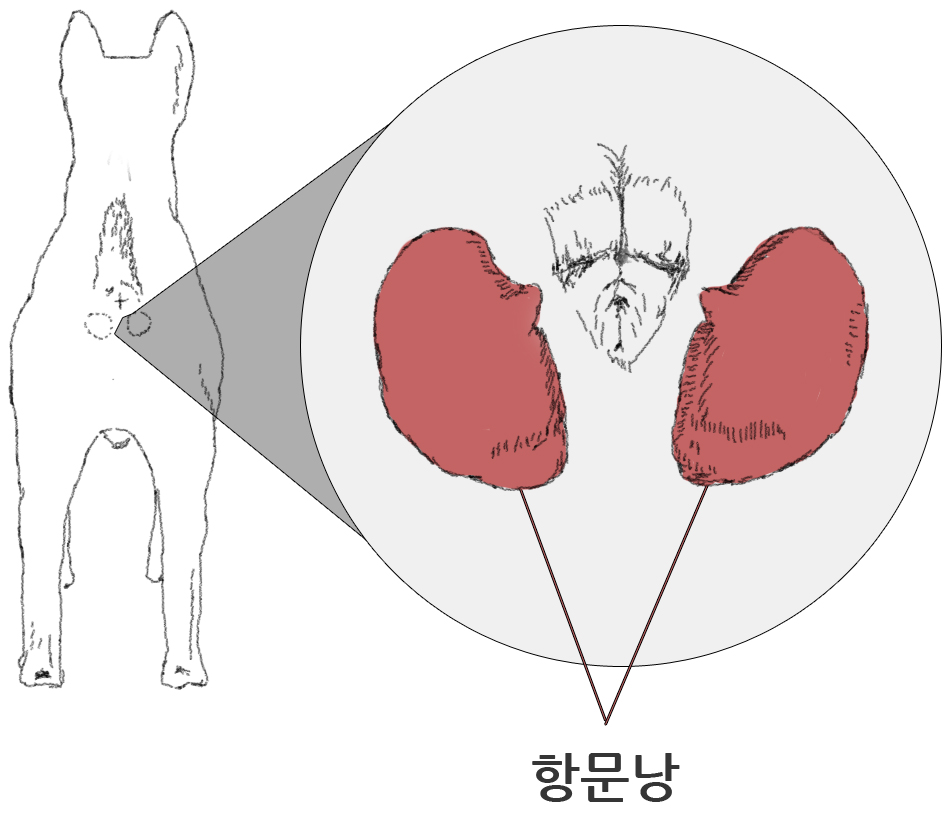 강아지 똥꼬스키의 이유 항문낭&amp;#44; 짜야 할까?