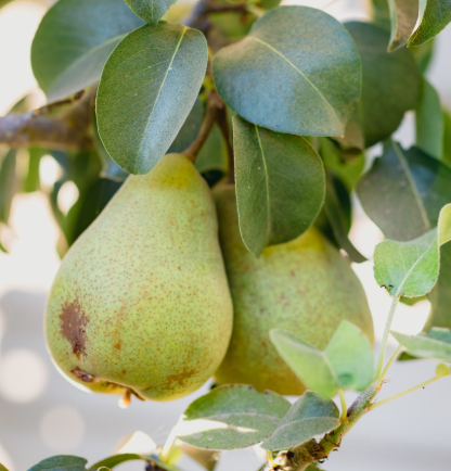 배의 효능 영양성분 부작용