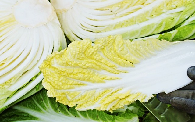 맛있는 김장배추 고르는법,절임배추 고르기 가격,김장 김치,김치냉장고