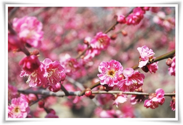 "매화" 겨울을 깨우는 은은한 향기의 비밀을 간직한 백매화 홍매화 청매화!