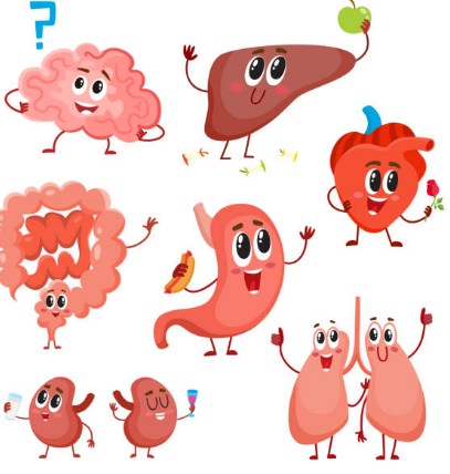 correlation between gut and happy hormone