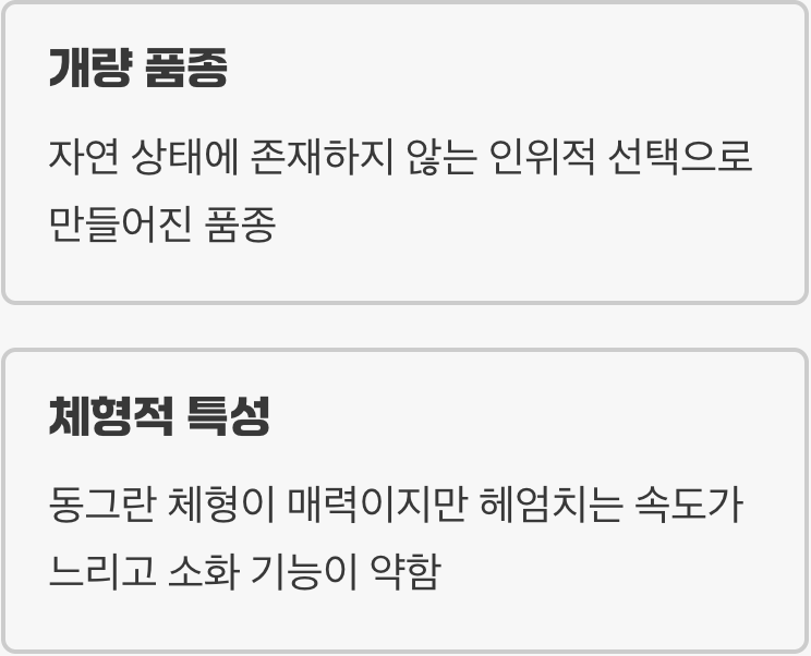 '풍선몰리', 귀여움 속에 숨겨진 비밀