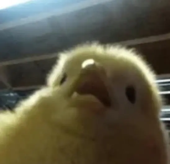 시끄러운 삐약이