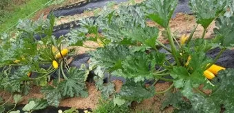 주키니 재배 모종 활착 순치기 수확 타이밍_8