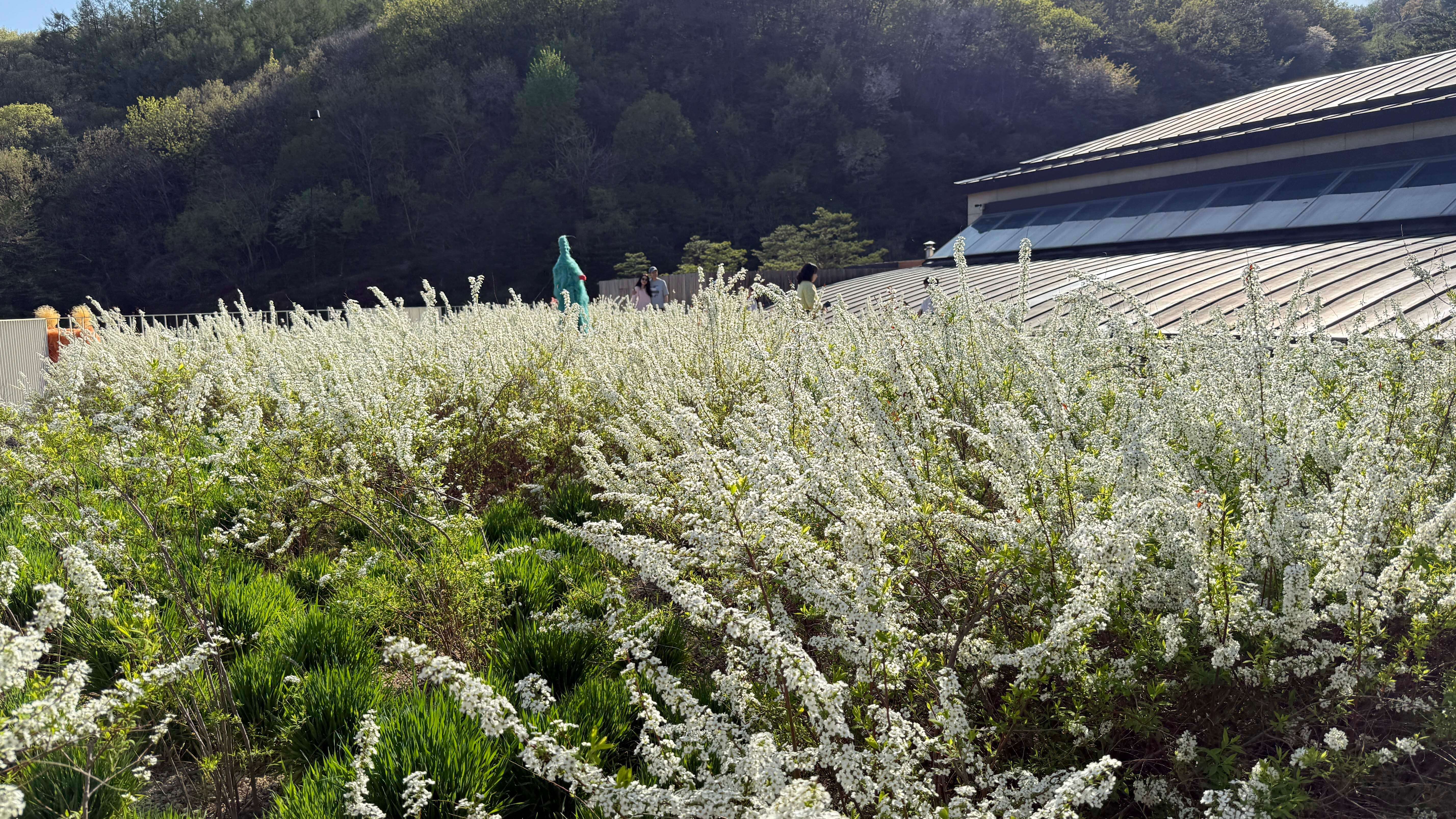 화담채 포토존 설유화