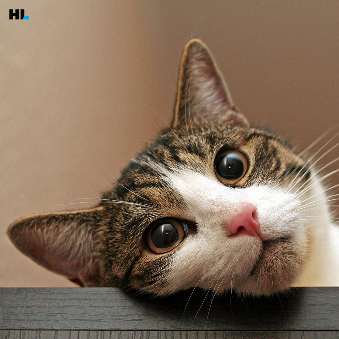 고양이의 위대한 실수! 갓냥이 덕분에 발명된 안전 유리