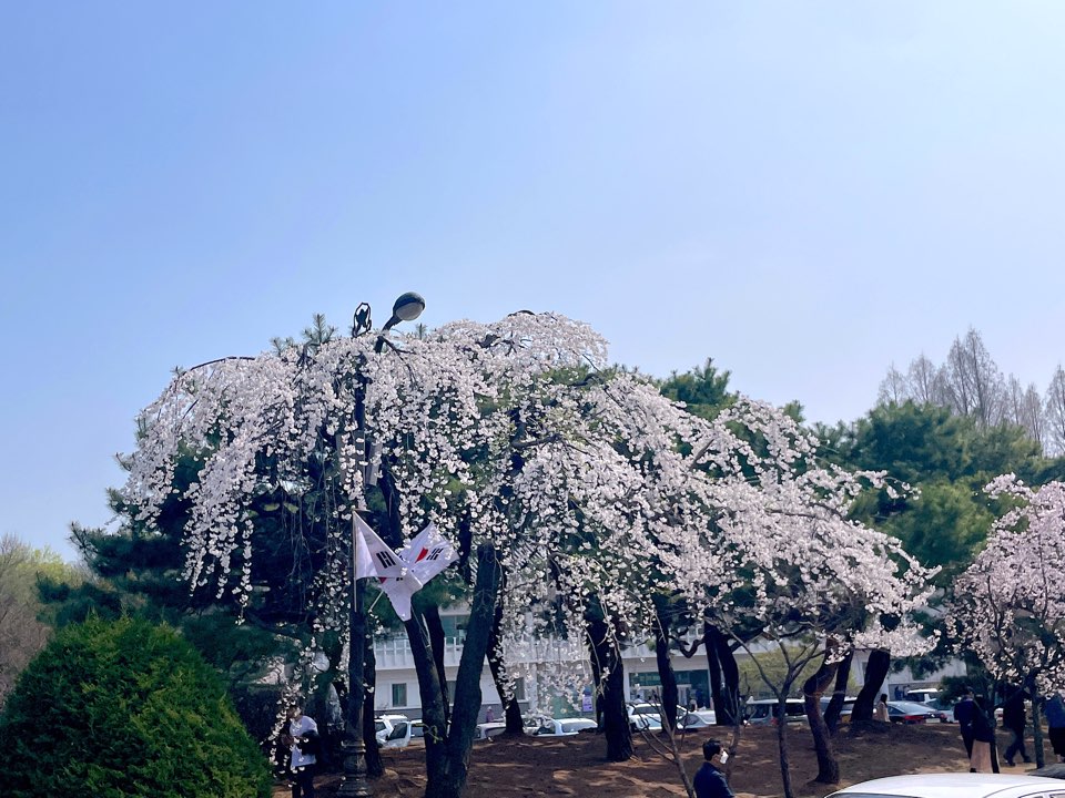 벚꽃