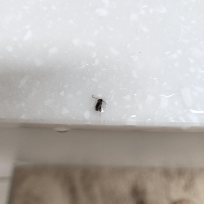 부화한지-얼마안-된-먹바퀴-새끼